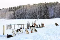 Hút hồn cảnh sắc thiên nhiên “thay áo” sang đông ở Phần Lan