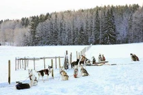 Hút hồn cảnh sắc thiên nhiên “thay áo” sang đông ở Phần Lan