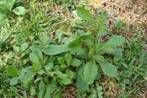 Cách dùng cải trời trị táo bón, giải độc, tiêu viêm