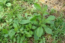 Cách dùng cải trời trị táo bón, giải độc, tiêu viêm