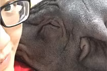 Gái xinh có sở thích lên giường... với lợn gây choáng