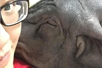 Gái xinh có sở thích lên giường... với lợn gây choáng