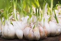 5 cây củ mạnh hơn thuốc kháng sinh chữa bệnh tuyệt vời