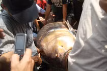 Dân Sài Gòn náo loạn vì bắt được cá hô “khủng” hơn 130kg