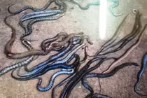 Chính quyền lên tiếng vụ kẻ lạ mặt thả rắn trên QL1