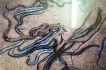 Chính quyền lên tiếng vụ kẻ lạ mặt thả rắn trên QL1