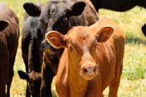 Nước tiểu của bò cái còn trinh rất tốt cho sức khỏe