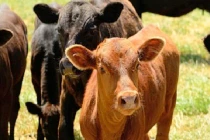 Nước tiểu của bò cái còn trinh rất tốt cho sức khỏe