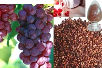 Tác dụng tuyệt vời của hạt nho trong điều trị ung thư ruột