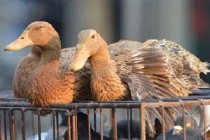 Dịch cúm gia cầm H7N9 bùng phát trở lại tại Trung Quốc 