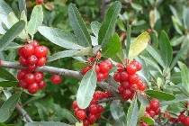 Phát hiện loại quả mới có thể ngăn ngừa ung thư