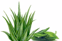 Tác dụng của lô hội trong điều trị ung thư 