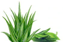 Tác dụng của lô hội trong điều trị ung thư 