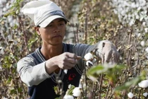 Mục sở thị nông dân thu hoạch bông vải ở Trung Quốc