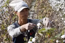 Mục sở thị nông dân thu hoạch bông vải ở Trung Quốc