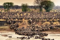 10 ảnh ấn tượng nhất năm 2016 của hãng Barcroft Media