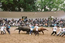 Lễ hội chọi trâu bò độc đáo ở Nhật Bản 