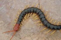 Rùng mình món ăn kinh dị chữa bệnh ở Việt Nam