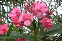 Không chỉ lá ngón, những cây này ở VN cũng kịch độc