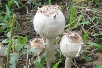 Cận cảnh những loại nấm kịch độc ở Việt Nam