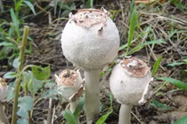 Cận cảnh những loại nấm kịch độc ở Việt Nam