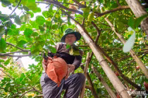 Nửa triệu đồng mỗi quả bưởi đỏ tiến vua cũng không có để bán