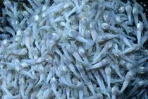 Loài tôm nào 'khó ăn' nhất hành tinh?