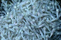 Loài tôm nào 'khó ăn' nhất hành tinh?