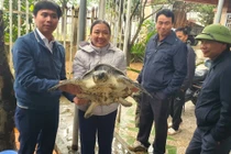 Thả cá thể rùa biển “quý như vàng” về đại dương