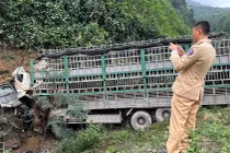 Xe tải chở bò lao xuống vực, tài xế tử vong tại chỗ