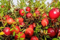 Loại quả lạ ở Trung Quốc về Việt Nam giá tiền triệu/kg