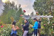 Vợ chồng Việt ở Mỹ biến đất hoang thành vườn hồng mơ ước