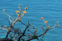 Bình yên Cù Lao Chàm, cảnh đẹp nên thơ