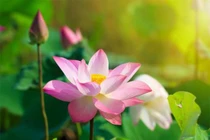 Những điều cấm kỵ trong ngày Hạ chí