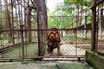 Cá thể hổ nuôi nặng 200kg ở Thanh Hóa bị chết