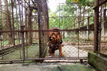 Cá thể hổ nuôi nặng 200kg ở Thanh Hóa bị chết