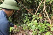 Quảng Bình thả nhiều động vật hoang dã về môi trường tự nhiên