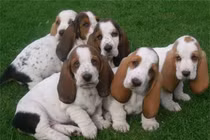 Những giống chó siêu dễ thương, phù hợp với người hướng nội