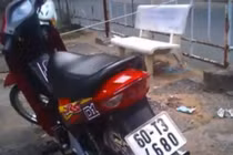 Xem đầu nậu, dân chơi phù phép xe gian thành... chính chủ