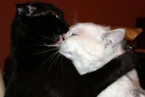 Khoảnh khắc hài hước của động vật