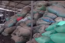  Phát hiện công ty bỏ quá nhiều urê vào thức ăn gia súc