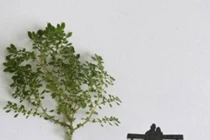 Dân mạng thích thú với chùm ảnh: đưa nghệ thuật vào lá