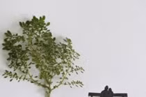 Dân mạng thích thú với chùm ảnh: đưa nghệ thuật vào lá