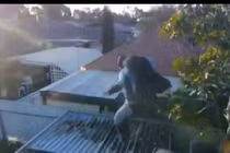 Những pha tai nạn siêu hài hước