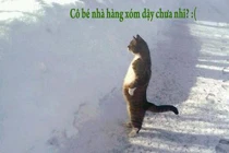 Giây phút “nguy hiểm” của động vật (33)