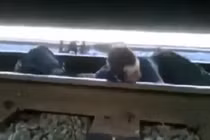 Bò qua đường ray khi tàu đang... chạy