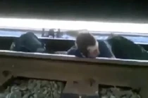 Bò qua đường ray khi tàu đang... chạy