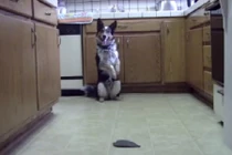 Ngỡ ngàng trước hành động của chú chó thông minh