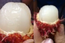 Kinh hãi dòi xuất hiện trong quả chôm chôm 