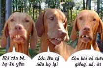 Giây phút “nguy hiểm” của động vật (34)